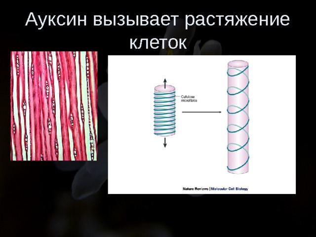 Ауксин вызывает растяжение клеток 