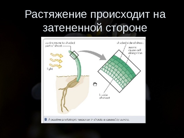 Растяжение происходит на затененной стороне 