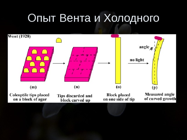 Опыт Вента и Холодного 