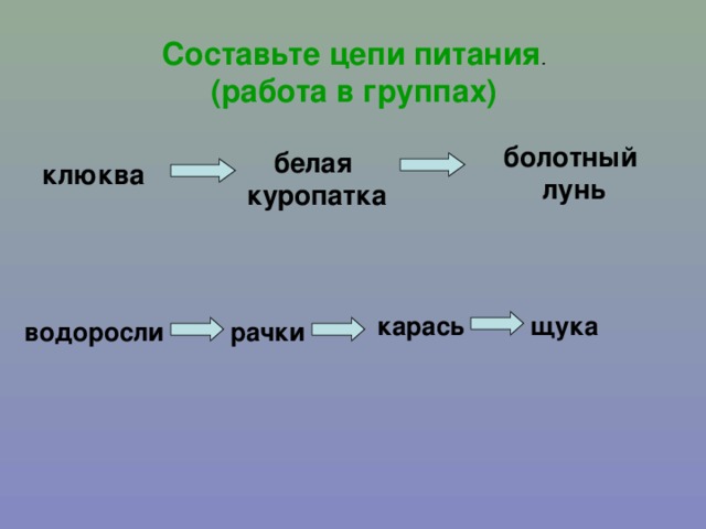 Составьте цепи питания . (работа в группах) болотный лунь белая куропатка клюква карась щука водоросли рачки 