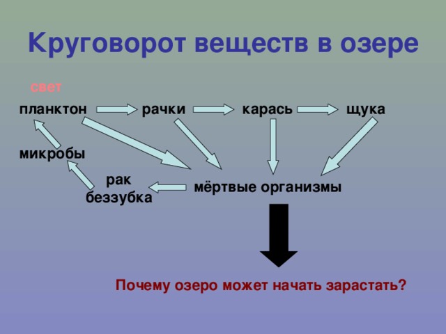 Круговорот веществ в озере свет щука планктон рачки карась микробы рак беззубка мёртвые организмы Почему озеро может начать зарастать? 