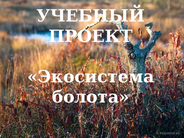 УЧЕБНЫЙ ПРОЕКТ  «Экосистема болота» 