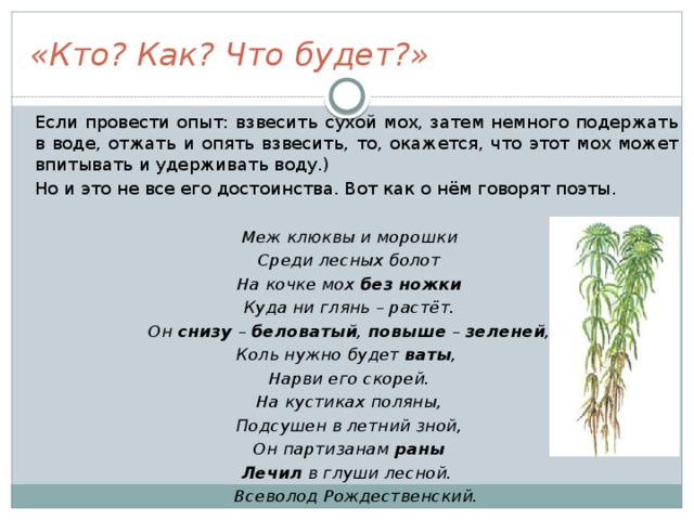 «Кто? Как? Что будет?»  Если провести опыт: взвесить сухой мох, затем немного подержать в воде, отжать и опять взвесить, то, окажется, что этот мох может впитывать и удерживать воду.)  Но и это не все его достоинства. Вот как о нём говорят поэты. Меж клюквы и морошки Среди лесных болот На кочке мох без  ножки Куда ни глянь – растёт. Он снизу – беловатый , повыше – зеленей , Коль нужно будет ваты , Нарви его скорей. На кустиках поляны, Подсушен в летний зной, Он партизанам раны Лечил в глуши лесной.       Всеволод Рождественский. 