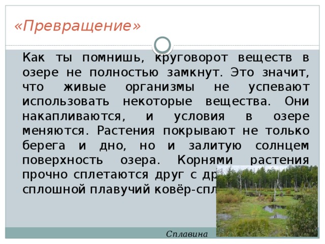 «Превращение»  Как ты помнишь, круговорот веществ в озере не полностью замкнут. Это значит, что живые организмы не успевают использовать некоторые вещества. Они накапливаются, и условия в озере меняются. Растения покрывают не только берега и дно, но и залитую солнцем поверхность озера. Корнями растения прочно сплетаются друг с другом, образуя сплошной плавучий ковёр-сплавину. Сплавина 