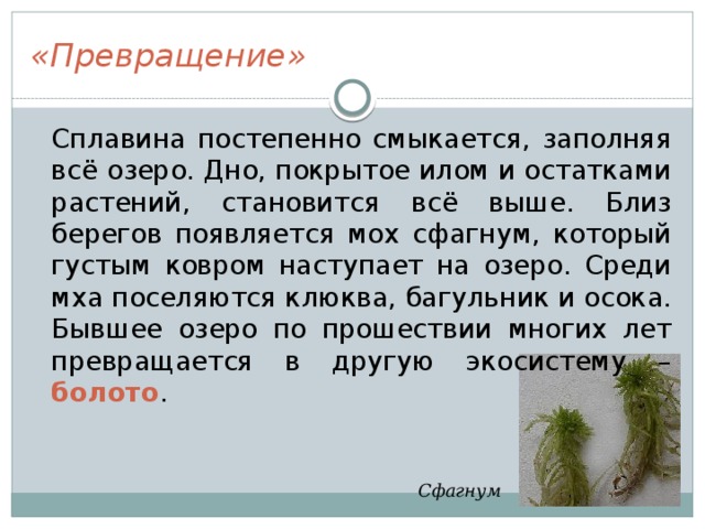 «Превращение»  Сплавина постепенно смыкается, заполняя всё озеро. Дно, покрытое илом и остатками растений, становится всё выше. Близ берегов появляется мох сфагнум, который густым ковром наступает на озеро. Среди мха поселяются клюква, багульник и осока. Бывшее озеро по прошествии многих лет превращается в другую экосистему – болото . Сфагнум 