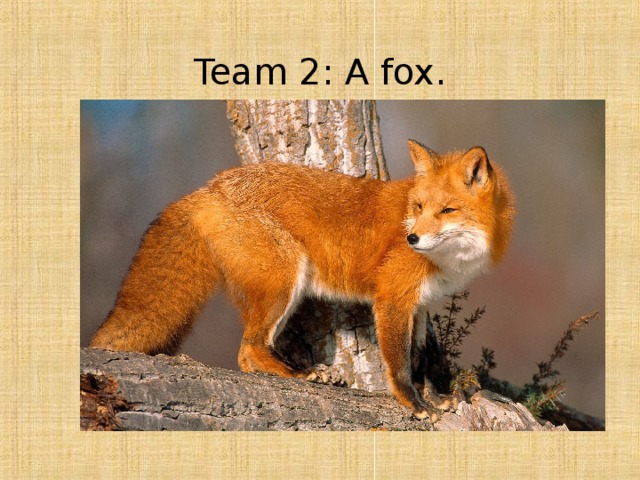 Team 2: A fox. 