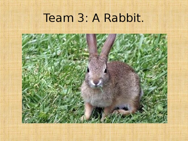 Team 3: A Rabbit. 