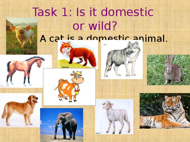 Task 1 : Is it domestic  or wild?  Ex: A cat is a domestic animal.    