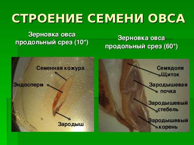 Что находится внутри зерна СЕМЯ. ВНЕШНЕЕ И ВНУТРЕННЕЕ СТРОЕНИЕ СЕМЯН.