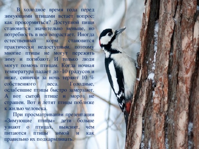  В холодное время года перед зимующими птицами встает вопрос: как прокормиться? Доступной пищи становится значительно меньше, но потребность в ней возрастает. Иногда естественный корм становится практически недоступным, поэтому многие птицы не могут пережить зиму и погибают. И только люди могут помочь птицам. Когда ночная температура падает до -10 градусов и ниже, синички за ночь теряют 10 % собственного веса. Голодные, ослабевшие птицы быстро замерзают. А вот сытой птице и мороз не страшен. Вот и летят птицы поближе к жилью человека.  При просматривании презентации «Зимующие птицы» дети больше узнают о птицах, выяснят, чем питаются птицы зимой и как правильно их подкармливать. 