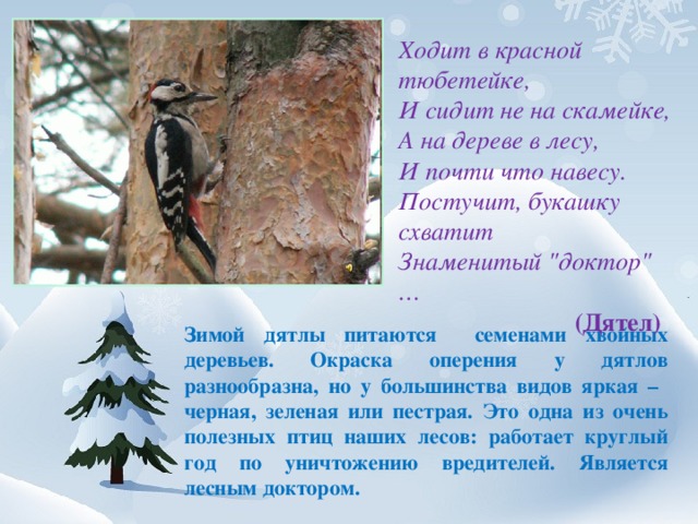 Ходит в красной тюбетейке,  И сидит не на скамейке,   А на дереве в лесу,  И почти что навесу.  Постучит, букашку схватит  Знаменитый 