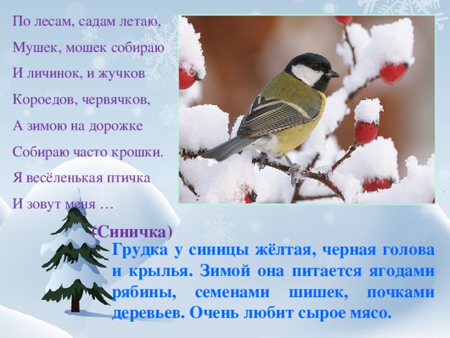 По лесам, садам летаю, Мушек, мошек собираю И личинок, и жучков Короедов, червячков, А зимою на дорожке Собираю часто крошки. Я весёленькая птичка И зовут меня …  (Синичка) Грудка у синицы жёлтая, черная голова и крылья. Зимой она питается ягодами рябины, семенами шишек, почками деревьев. Очень любит сырое мясо. 