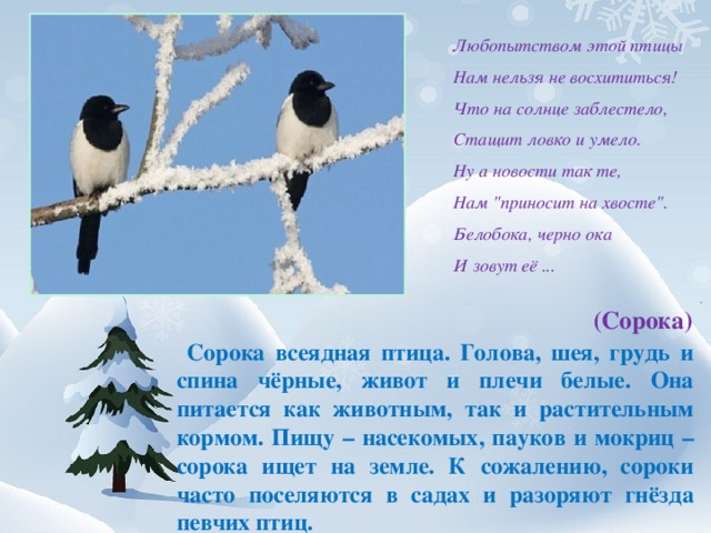 Любопытством этой птицы Нам нельзя не восхититься! Что на солнце заблестело, Стащит ловко и умело. Ну а новости так те, Нам 