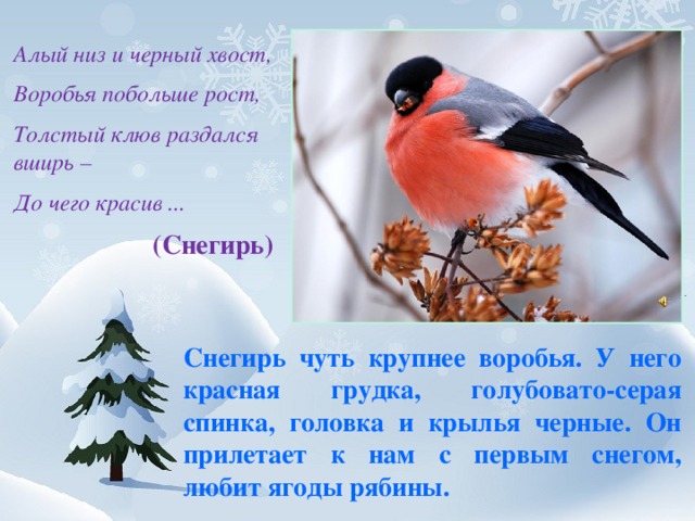 Алый низ и черный хвост, Воробья побольше рост, Толстый клюв раздался вширь – До чего красив ...  (Снегирь) Снегирь чуть крупнее воробья. У него красная грудка, голубовато-серая спинка, головка и крылья черные. Он прилетает к нам с первым снегом, любит ягоды рябины. 