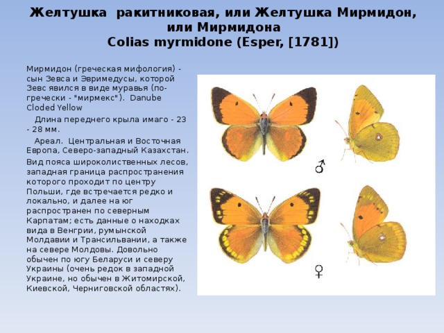 Желтушка ракитниковая, или Желтушка Мирмидон, или Мирмидона  Colias myrmidone (Esper, [1781]) Мирмидон (греческая мифология) - сын Зевса и Эвримедусы, которой Зевс явился в виде муравья (по-гречески - 