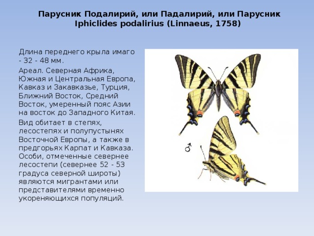 Парусник Подалирий, или Падалирий, или Парусник  Iphiclides podalirius (Linnaeus, 1758)   Длина переднего крыла имаго - 32 - 48 мм. Ареал. Северная Африка, Южная и Центральная Европа, Кавказ и Закавказье, Турция, Ближний Восток, Средний Восток, умеренный пояс Азии на восток до Западного Китая. Вид обитает в степях, лесостепях и полупустынях Восточной Европы, а также в предгорьях Карпат и Кавказа. Особи, отмеченные севернее лесостепи (севернее 52 - 53 градуса северной широты) являются мигрантами или представителями временно укореняющихся популяций. 