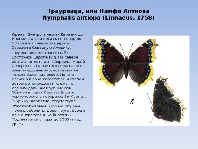 Траурница, или Нимфа Антиопа  Nymphalis antiopa (Linnaeus, 1758) Ареал . Внетропическая Евразия до Японии включительно, на север до 68 градуса северной широты. Завезен в Северную Америку. Широко распространенный в Восточной Европе вид. На севере обитает вплоть до побережья морей Северного Ледовитого океана, но в зоне тундр, видимо, встречаются только залетные особи. На юге региона в зоне лесостепей и степей встречается редко и только по лесным долинам крупных рек. Обычен в горах Кавказа (кроме черноморского побережья) и Карпат. В Крыму, вероятно, отсутствует.   Местообитания . Лесные опушки, поляны, обочины дорог, луга, берега рек, антропогенные биотопы. Поднимается в горы до 2000 м над ур. м. 