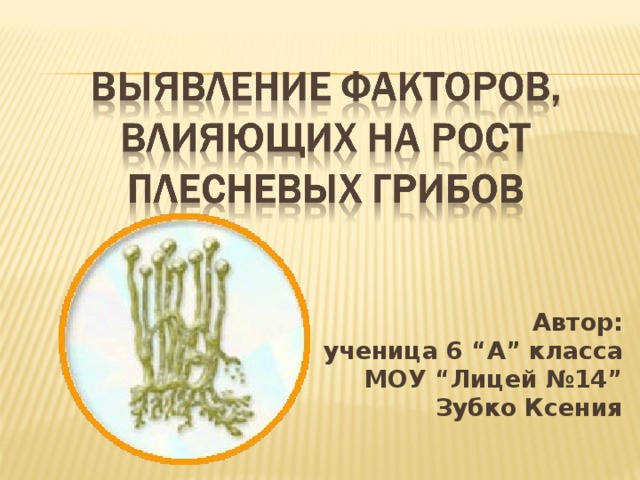 Автор:  ученица 6 “ А ” класса  МОУ “ Лицей №14 ”  Зубко Ксения 