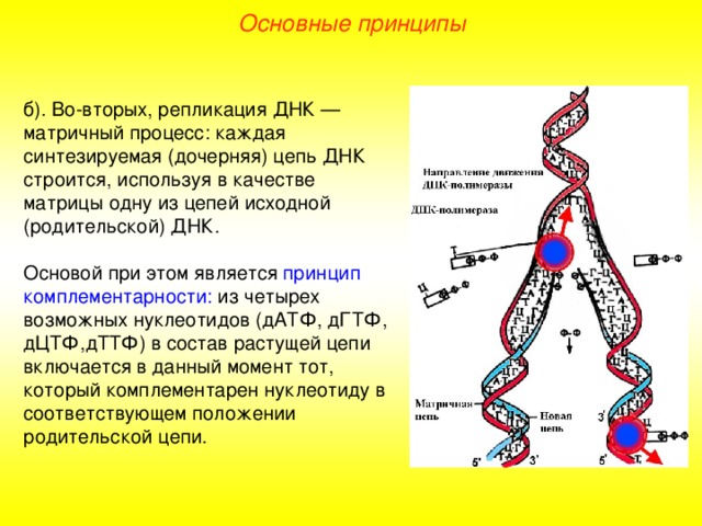 Основные принципы б). Во-вторых, репликация ДНК — матричный процесс: каждая синтезируемая (дочерняя) цепь ДНК строится, используя в качестве матрицы одну из цепей исходной (родительской) ДНК. Основой при этом является принцип комплементарности: из четырех возможных нуклеотидов (дАТФ, дГТФ, дЦТФ,дТТФ) в состав растущей цепи включается в данный момент тот, который комплементарен нуклеотиду в соответствующем положении родительской цепи.  