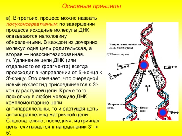 Основные принципы в). В-третьих, процесс можно назвать полуконсервативным : по завершении процесса исходные молекулы ДНК оказываются наполовину обновленными. В каждой из дочерних молекул одна цепь родительская, а вторая — новосинтезированная. г). Удлинение цепи ДНК (или отдельного ее фрагмента) всегда происходит в направлении от 5‘-конца к 3‘-концу. Это означает, что очередной новый нуклеотид присоединяется к 3‘-концу растущей цепи. Кроме того, поскольку в любой молекуле ДНК комплементарные цепи антипараллельны, то и растущая цепь антипараллельна матричной цепи. Следовательно, последняя, матричная цепь,  считывается в направлении 3' → 5'.  