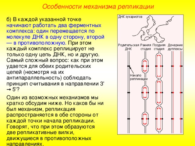 Презентация "ДЕЛЕНИЕ КЛЕТКИ"