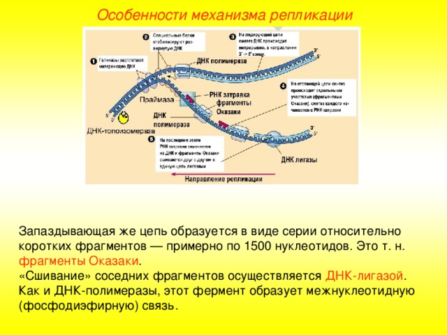 Особенности механизма репликации Запаздывающая же цепь образуется в виде серии относительно коротких фрагментов — примерно по 1500 нуклеотидов. Это т. н. фрагменты Оказаки . «Сшивание» соседних фрагментов осуществляется ДНК-лигазой . Как и ДНК-полимеразы, этот фермент образует межнуклеотидную (фосфодиэфирную) связь.  