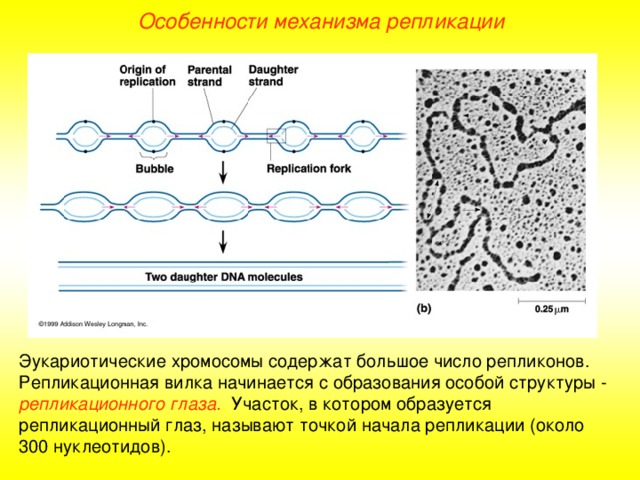 Особенности механизма репликации Эукариотические хромосомы содержат большое число репликонов. Репликационная вилка начинается с образования особой структуры - репликационного глаза. . Участок, в котором образуется репликационный глаз, называют точкой начала репликации (около 300 нуклеотидов). 