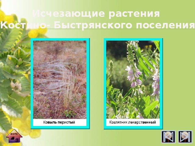 Исчезающие растения Костино- Быстрянского поселения 