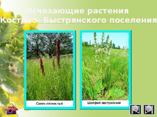 Исчезающие растения Костино- Быстрянского поселения 