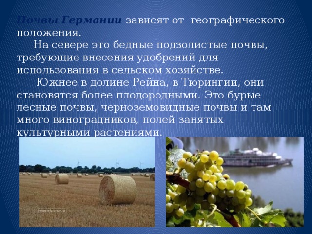 Почвы Германии  зависят от географического положения.  На севере это бедные подзолистые почвы, требующие внесения удобрений для использования в сельском хозяйстве.  Южнее в долине Рейна, в Тюрингии, они становятся более плодородными. Это бурые лесные почвы, черноземовидные почвы и там много виноградников, полей занятых культурными растениями. 