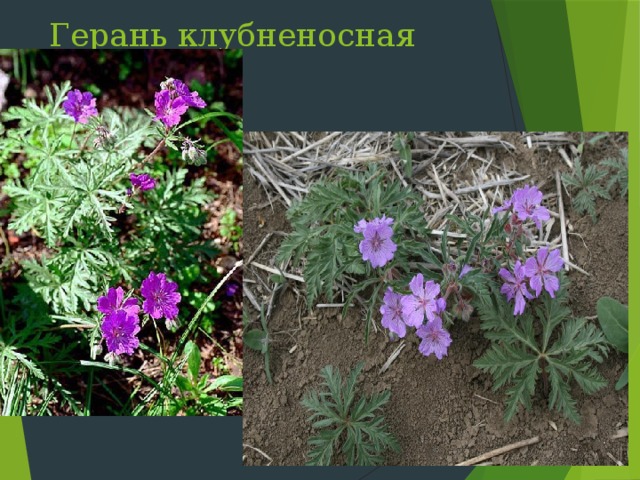 Герань клубненосная Слайд 11: В Крыму произрастает 18 видов гераниевых. Форма плода, похожая на клюв была причиной названия «журавль» в переводе с латинского  