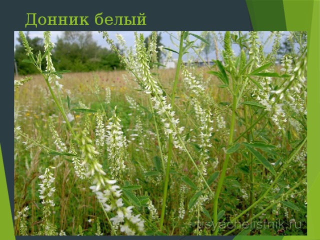 Донник белый Слайд 13: Донник предпочитает влажные места обитания. Всего на полуострове 4 вида. Два вида с желтыми цветами, два вида – белоцветковые. Кормовое, медоносное, эфиромасличное, витаминное растение. Латинское название переводится как «медовый клевер». Русское название «донник» первоначально звучало как дойник» - растение увеличивает лактацию коров  