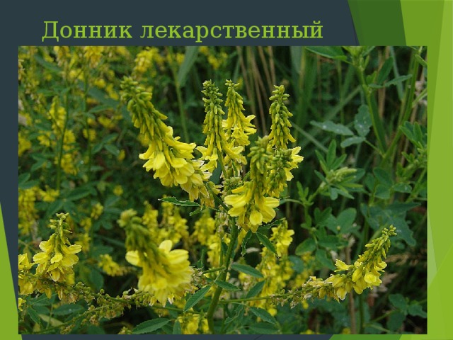 Донник лекарственный Слайд 14: Сухой донник пахнет кумарином. Настой травы применяют при бронхитах, мигрени, для повышения лактации у кормящих матерей. Наружно – при ранах, фурункулах, мастите. Донник прекрасный медонос  