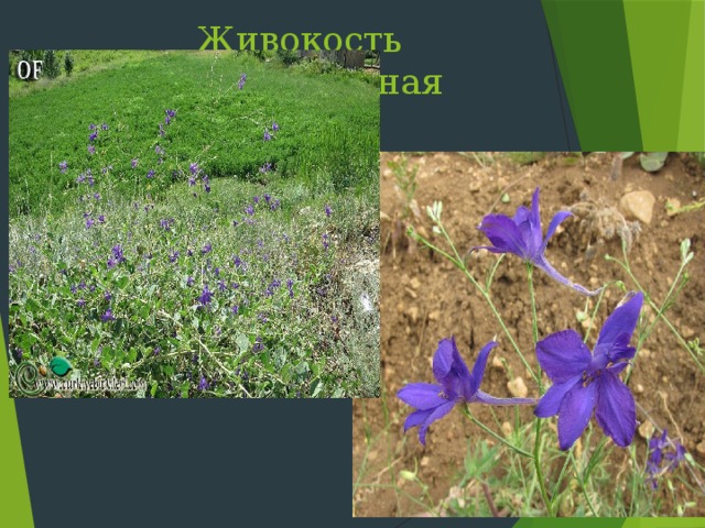 Живокость растопыренная Слайд 17: Народное название живокости «сокирки». Встречается на сухих склонах, в посевах, на сорных местах  