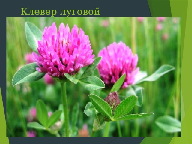 Клевер луговой Слайд 19: Клевер луговой предпочитает влажные места обитания, цветет в июне-июле. Встречается вдоль дорог, на лугах. Кормовое, медоносное, витаминное растение.  