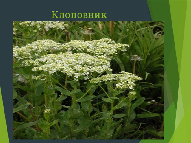 Клоповник крупковидный Слайд 20: Клоповник крупковидный цветет в мае-июне растет на сорных местах. Кормовое, витаминное. Использовалось как народное средство в борьбе с постельными клопами. Ядовито для насекомых. Настойку листьев или сухой порошок можно использовать против тли  