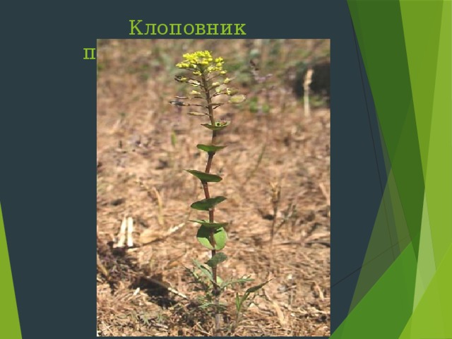 Клоповник пронзеннолистный Слайд 21: Клоповник пронзеннолистный  