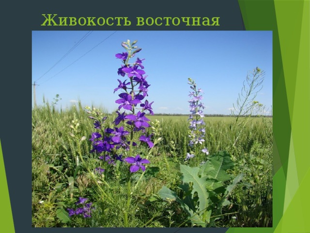  Живокость восточная Слайд 22: Живокость восточная (консолида) цветет в мае- июне в степях, посевах, на виноградниках как сорное, но декоративное растение  
