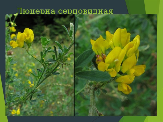 Люцерна серповидная Слайд 24: Люцерна серповидная многолетнее растение. Желтые светящиеся соцветия напоминали нашим предкам «лучину». Цветет с июня по июль, места обитания самые разнообразные. Хорошее кормовое растение, устойчивое к вытаптыванию, медонос  