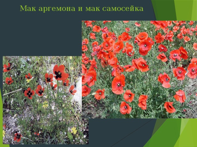 Мак аргемона и мак самосейка Слайд 25: Мак самосейка в засушливые годы почти не всходит, но во влажная максимальная плодовитость одного растения – 50 000 семян. Мак – чемпион по пыльцевой продуктивности, в одном цветке созревают 2,6 миллиона зерен пыльцы. Порывы ветра, раскачивая коробочку, разбрасывают семена на расстояние до 15 метров. Русское слово «мак» походит от древнеславянского «тереть, измельчать», т.е. ничего магического  