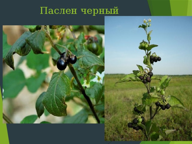 Паслен черный С лайд 27: Паслен черный цвете с июля до поздней осени. Встречается повсеместно на засоренных местах, огородах, вблизи человеческого жилья. Русское название походит от слова «слюна» и дано за слизистые свойства плодов  