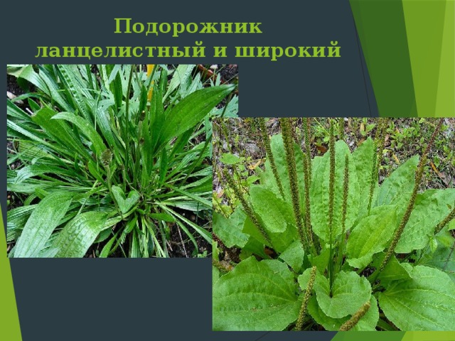 Подорожник ланцелистный и широкий Слайд 29: Подорожник растет на влажных местах у дорог, в садах, на поливных землях по всему Крыму. Лекарственное, витаминное, пищевое и дубильное растение.  