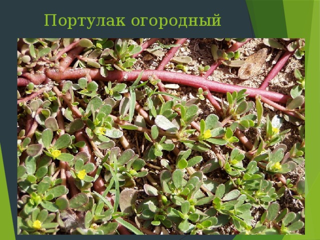 Портулак огородный Слайд 31 : Портулак  растёт на влажных песчаных местах, по берегам рек, в садах, на огородах, полях, около жилья. Молодые листья и стебли используют в пищу сырыми и вареными. Из них готовят острые салаты, супы, пюре, приправы к мясным блюдам. На зиму солят и маринуют, используя в качестве заменителя каперсов.  Как лекарственное растение портулак известен со времен Гиппократа. Ещё в древности считали, что его семена «очищают организм». Листья портулака употребляли в медицине прошлого как ранозаживляющее, мочегонное; при укусах ядовитых змей и насекомых, болезнях печени и почек    