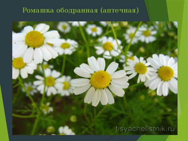 Ромашка ободранная (аптечная) Слайд 32: Ромашка в больших количествах растет на солонцеватых почвах. Со времен Галена и Авиценны это растение используют как косметическое и лечебное растение. Цветет в мае  