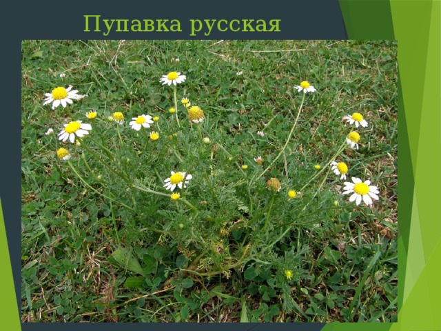 Пупавка русская Слайд 33: Пупавка русская цветет с мая по июль на сорных местах по всему Крыму. Русское название родственно слову «пупок» и связано с особенностью растения опускать на ночь краевые цветки под корзину и выставлять срединную часть «пупок».  
