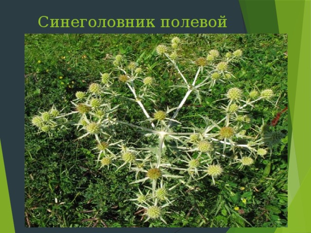 Синеголовник полевой Слайд 34: Синеголовник полевой цветет в июле – сентябре на обочинах дорог, в степях – по всему Крыму. В народной медицине применяют как очищающее кровь растение. Собирать и сушить листья рекомендуется на Троицу. На полях - это трудно истребимый сорняк  