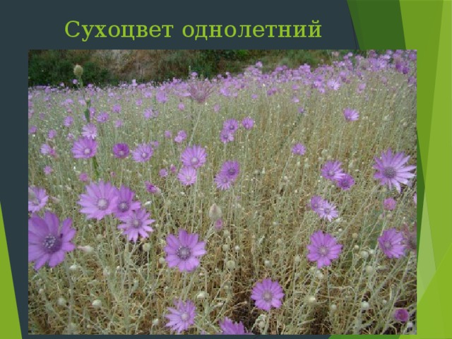Сухоцвет однолетний Слайд 36: Сухоцвет однолетний цветет и плодоносит с июня по сентябрь в степях, по сухим склонам, дорог по всему Крыму, иногда как сорное. Поскольку цветок не вянет и долго сохраняет цвет, сухоцвет в народе называют бессмертником, используют в цветочных композициях  