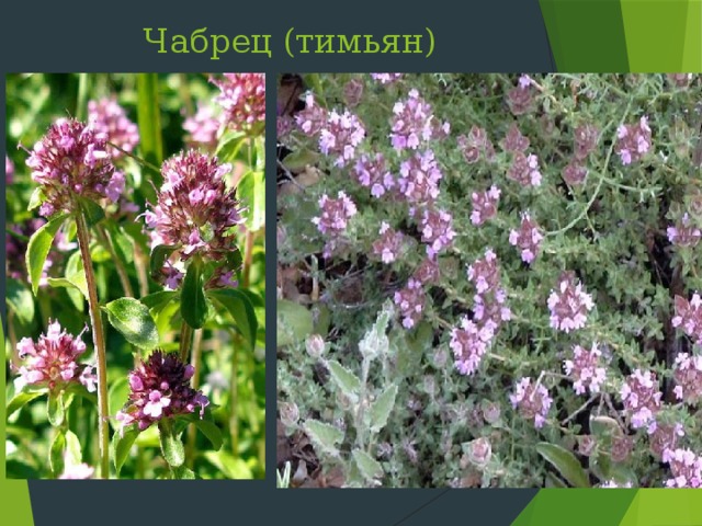 Чабрец (тимьян) Слайд 41: Чабрец – стелющийся полукустарничек, 3-5 см высотой, цветет с мая по сентябрь в степях, на сухих склонах, осыпях, обнажениях – почти по всему Крыму. Научное название рода дано за возбуждающее и укрепляющие свойства растения, в переводе с греческого – «сила, дух». Тимьяны содержат эфирные масла и поэтому употребляются в парфюмерии, кулинарии, медицине. Они также прекрасные медоносы, декоративные и почвозащитные растения.  