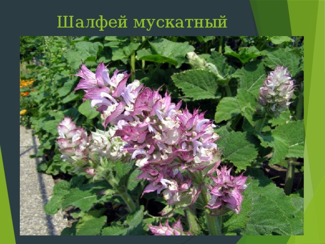 Шалфей мускатный Слайд 44: Шалфей мускатный наиболее часто встречается в Предгорье, но и вдоль степных дорог его тоже можно увидеть. Культивируется с целью получения ценного шалфейного масла, имеющего применение в парфюмерии и медицине. Как декоративное культивируется на приусадебных участках  
