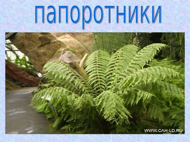 О папоротниках презентация